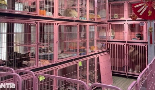 500.000 đồng/ngày, dịch vụ cho chó mèo đi khách sạn vẫn "cháy hàng"