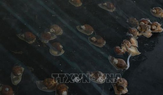 Nuôi ốc hương thương phẩm lãi hơn 1 tỷ đồng/năm