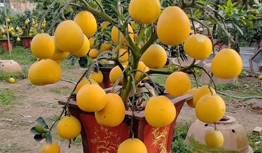 Cảnh giác với trái cây cảnh từ bưởi, cam, quýt... chơi Tết, chơi xong có nên ăn?