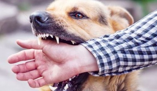 Chủ quán thịt chó ở Cà Mau tử vong vì bệnh dại