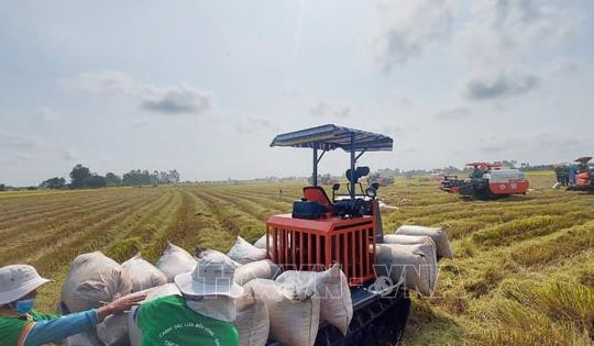 Thị trường nông sản: Giao dịch lúa gạo sôi động trở lại