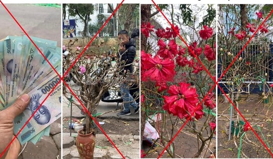 Chặt phá, mua bán cây Đỗ Quyên hoang dã sẽ bị xử lý hình sự