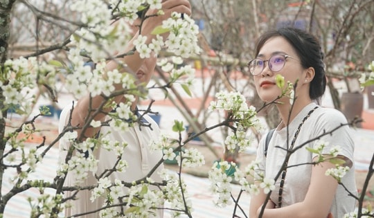 Ngắm vẻ đẹp hoa lê rừng giữa lòng Hà Nội thu hút người mua sau Tết