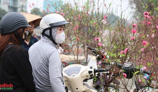 Đào ‘đại hạ giá’ xuống phố, tiểu thương Hà Nội mong gỡ vốn sau vụ Tết Nguyên đán