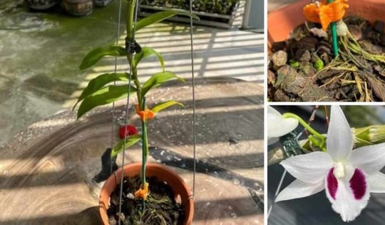 Lan đột biến 'sốt' trở lại, giá bán đến 350 triệu đồng