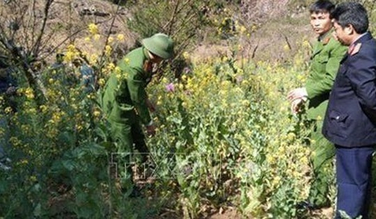 Trồng hàng trăm cây thuốc phiện xen lẫn rau cải để ngụy trang