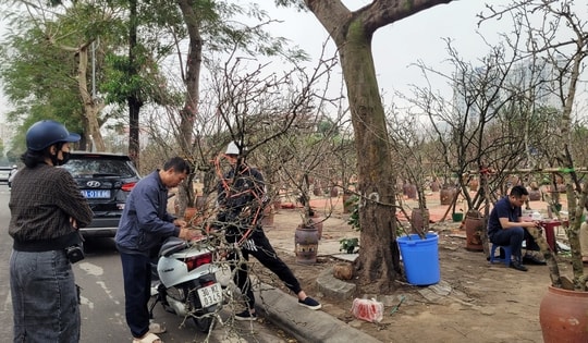 Sau Tết Nguyên đán, thú chơi lê rừng nở rộ dù giá bán đến 2,5 triệu đồng/cây