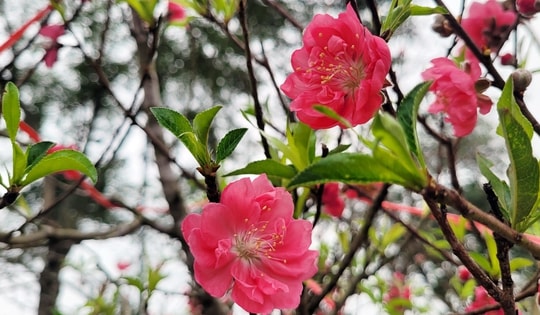 Sau Tết Nguyên đán, đào nhánh bất ngờ được săn tìm