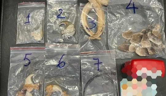 Giấu móng sư tử, vuốt hổ, vảy tê tê ở gốc cây nhưng vẫn bị bắt