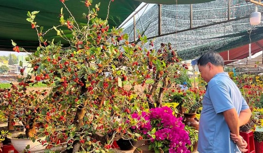 Bonsai dâu tằm dáng 'siêu độc', bán giá hàng chục triệu đồng/cây