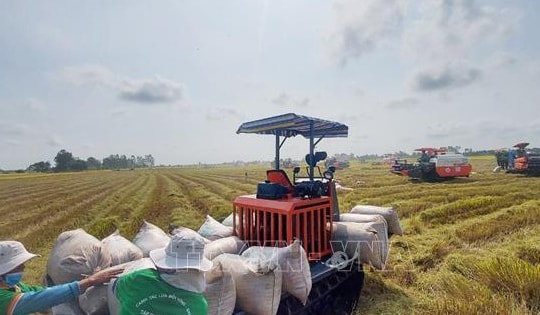 Thị trường nông sản: Giá lúa và gạo xuất khẩu đều giảm