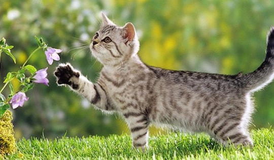 Top 4 con giáp may mắn nhất tuần mới từ 26/2 đến 3/3/2024