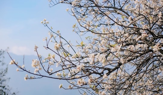 Sắp diễn ra Lễ hội Hoa Sơn Trà năm 2024 với nhiều hoạt động đặc sắc