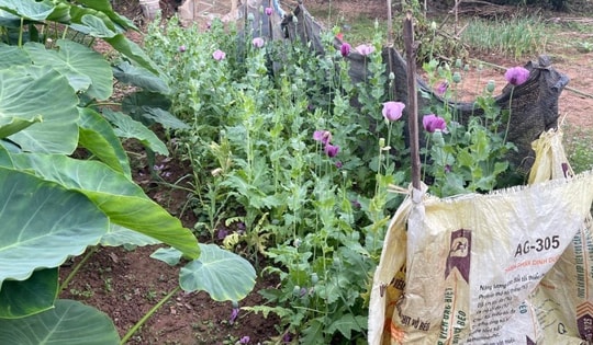 Trồng gần 600 cây thuốc phiện trong vườn rau