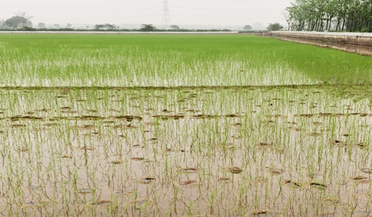 Bắt Chủ tịch và Phó Chủ tịch một xã ở Thái Bình vì lạm quyền