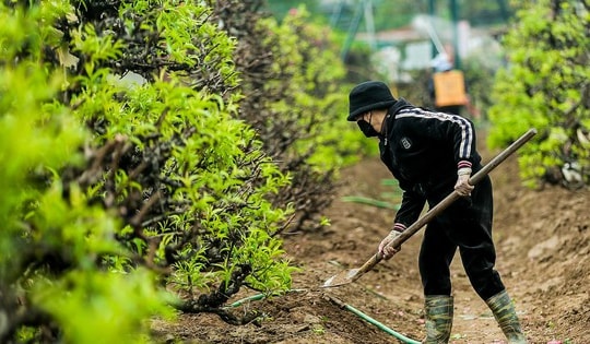 Sau Tết, làng Nhật Tân tất bật 'hồi sinh' đào cổ thụ để cho thuê