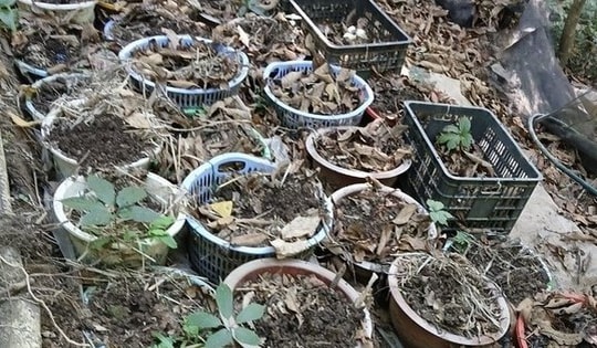 Chính quyền khuyến cáo gì sau vụ mất 800 cây sâm Ngọc Linh