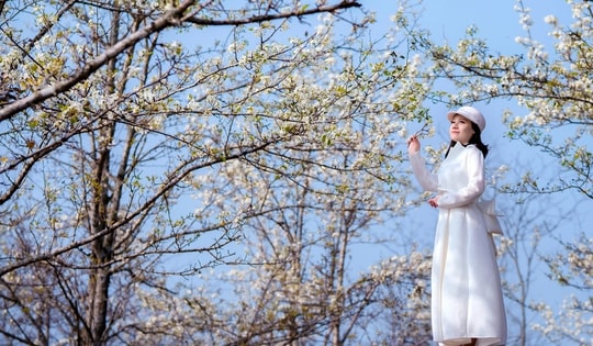 Sắp tới, nhiều người sẽ được chiêm ngưỡng sắc trắng tinh khôi của tuyến đường hoa lê dài nhất Việt Nam