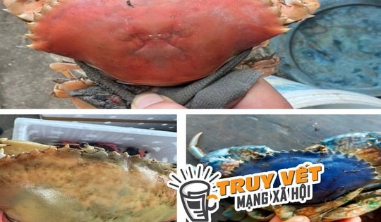 Cua biển Cà Mau có nhiều màu sắc "độc lạ" do đột biến gen?