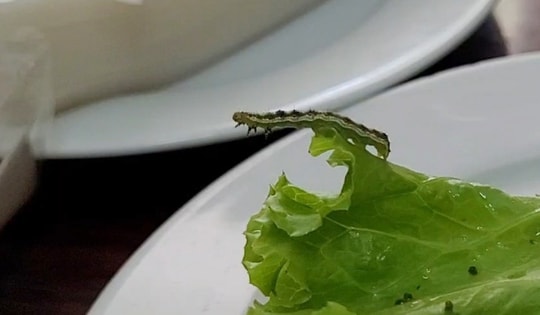 Năm 2024, Hà Nội đẩy mạnh tuyên truyền công tác An toàn thực phẩm như thế nào?