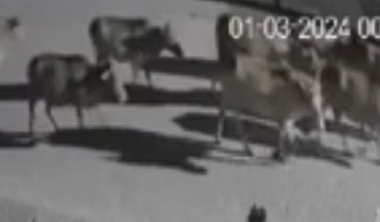 Nửa đêm vào nhà dân trộm 12 con bò