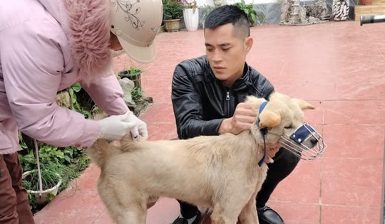 Quảng Ninh: Chó nhiễm virus dại, cắn 14 học sinh và người dân