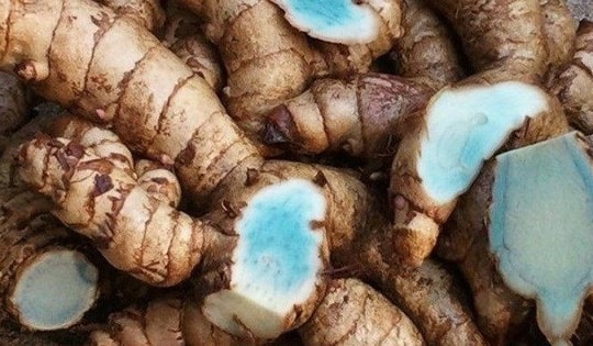 5 bài thuốc từ củ nghệ đen