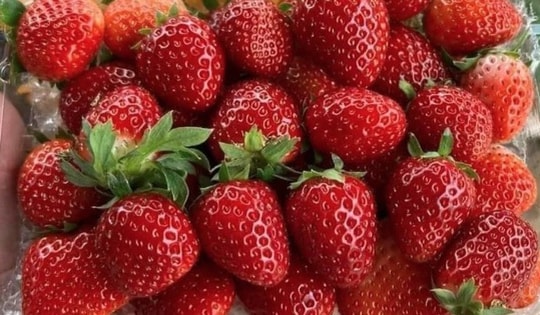 Bất ngờ 7 công dụng tuyệt vời của dâu tây, đây là 3 nhóm người được khuyến cáo cần cảnh giác khi ăn