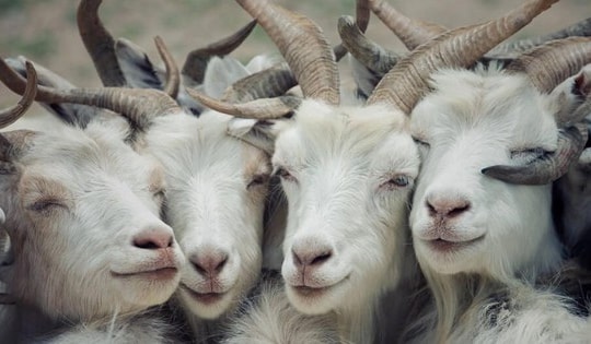 Tử vi tuần mới từ 4/3 đến 10/3/2024 gọi tên con giáp này tài lộc rủng rỉnh, nhiều vận may