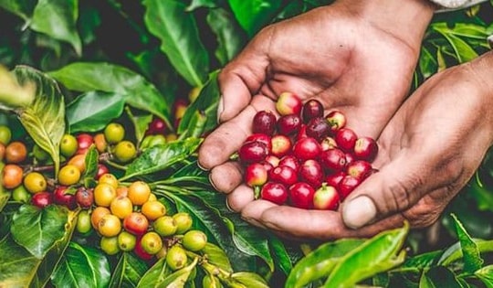 Giá cà phê hôm nay 6/3: Vượt mốc 86.000 đồng/kg, nông dân lãi đậm hơn 200 triệu đồng/ha cà phê