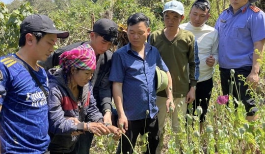 Người phụ nữ trồng hơn 3.200 cây thuốc phiện trong rừng