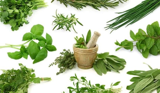 7 loại rau gia vị trong vườn được sử dụng làm thuốc