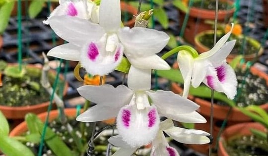 Bài học cay đắng của người đàn ông mất 8 tỷ đồng vì mê muội 'ôm' lan đột biến