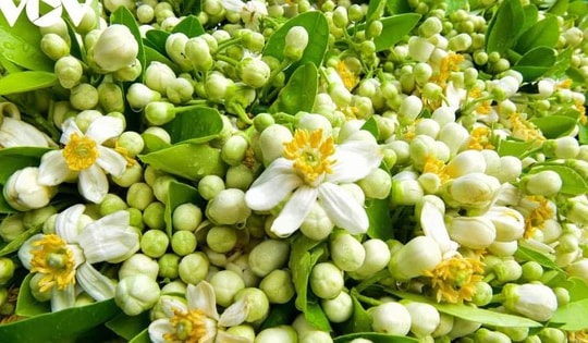 Ngâm hoa bưởi mật ong dùng vừa sạch phổi vừa hỗ trợ nhiều bệnh, nhưng quên chi tiết này dễ bỏ đi vì đắng