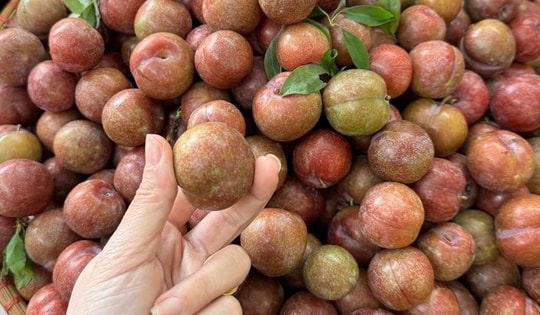 Mận trái mùa 'giá chát' nhưng vẫn hấp dẫn chị em