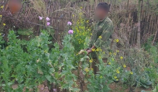 Phát hiện người đàn ông trồng 3 vườn cây thuốc phiện