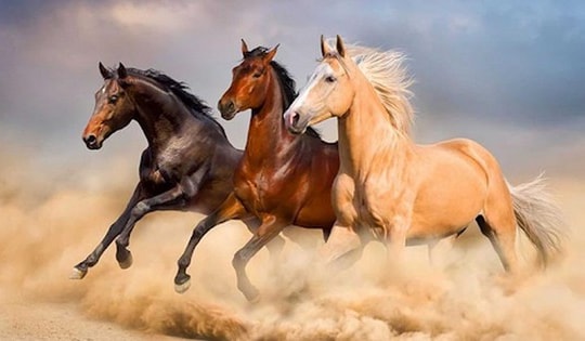 Tử vi tháng 2/2024 tuổi Ngọ đối mặt sóng gió, con giáp này nên biết điều dưới đây