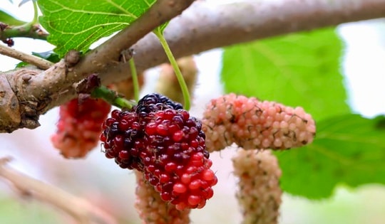 Dâu tằm chín rộ đẹp mê mẩn, nông dân Nghệ An thu tiền triệu mỗi ngày