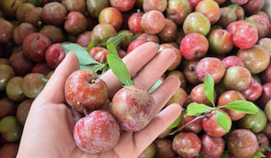 Mận hậu trái vụ đắt như tôm tươi, hơn 200 ngàn đồng/kg vẫn hút khách