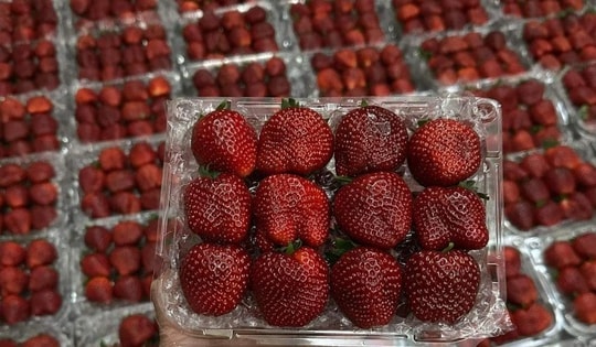 Dâu tây 50.000 đồng/hộp tràn ngập cõi mạng: Chất lượng có như quảng cáo?