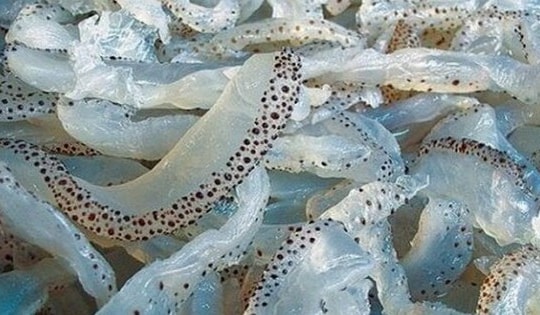 Những lưu ý khi ăn sứa biển để tránh bị ngộ độc