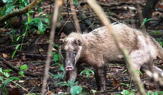 Nhiều loài động vật cực hiếm xuất hiện tại Vườn Quốc gia Bạch Mã