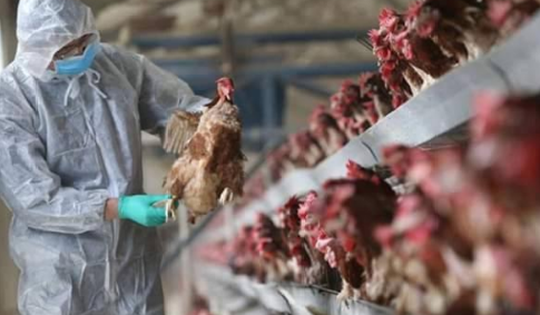 Hơn 50% ca nhiễm cúm A/H5N1 tử vong, Bộ Y tế khuyến cáo người dân 5 biện pháp