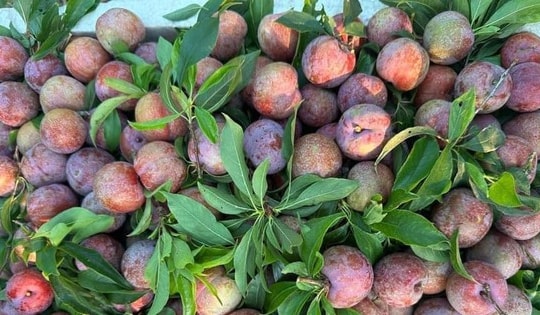 Mận hậu ở chợ Hà Nội giá đắt đỏ, nông dân Sơn La ‘đi mót’ vẫn thu tiền tỷ