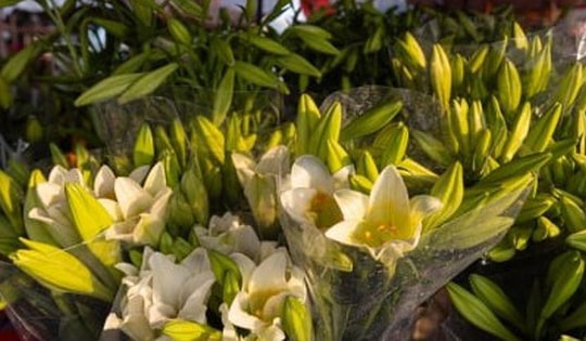 Hoa loa kèn đầu mùa xuống phố Hà Nội, giá chát vẫn hút khách mua