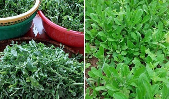 Loại rau chỉ có vào mùa xuân trước cho gà ăn, giờ 90.000 đồng/kg chị em vẫn tranh mua