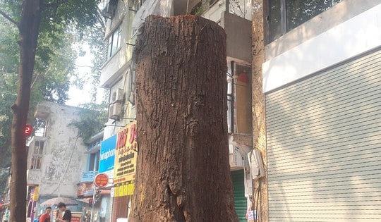 Ngoài 3 cây bị chết khô, hàng cây Sao Đen trên phố Lò Đúc Hà Nội hiện ra sao?