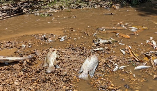 Quảng Trị: Xuất hiện cá chết hàng loạt ở khe Rào Trường, nước bốc mùi hôi