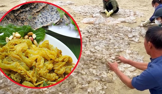 Ngư dân cắt nhỏ sứa trộn với cát biển, dân tình phẫn nộ vì 'mất vệ sinh', nghe giải thích mới ngỡ ngàng