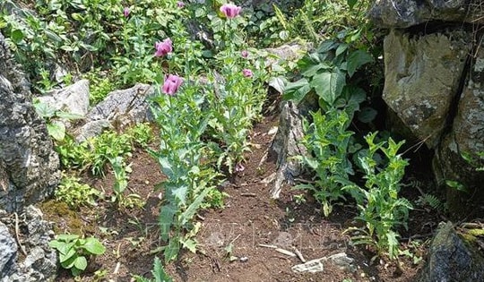 Triệt phá điểm trồng trái phép gần 100 cây thuốc phiện